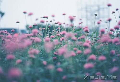早安心语：你的心很小，不要装下太多忧伤 (9)